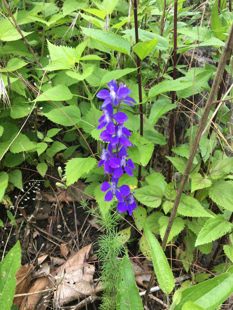 WIldflowers