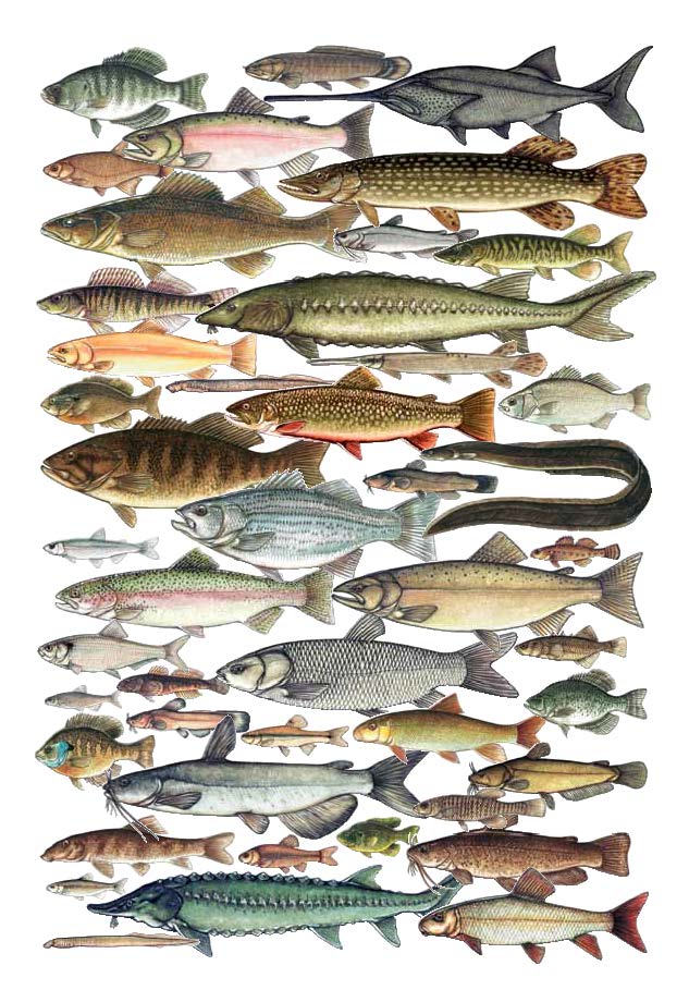 PA Fish and Boat Commisstion Fishes Book