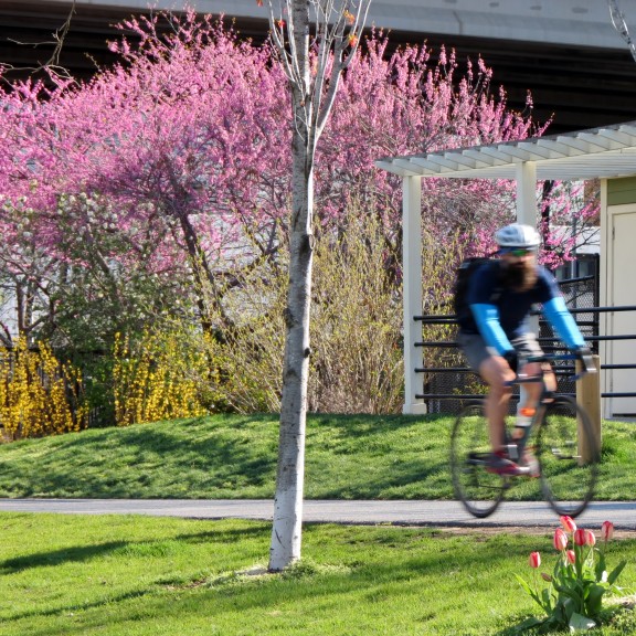 A lone cyclist on the Schuylkill River Trail with spring blooms behind