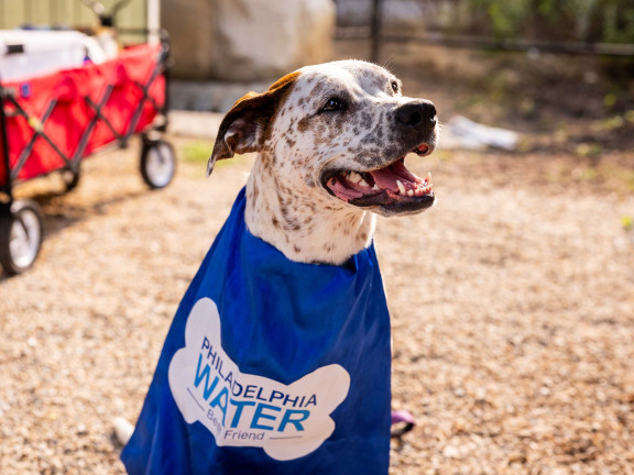 Brown and white speckled dog wearing a Philadelphia water cape with a red wagon and gravel in the background
