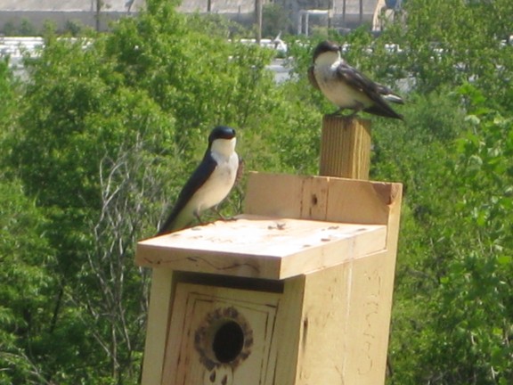 Tree swallows spotted at Bartram's Garden in 2011 Migrated automatically.