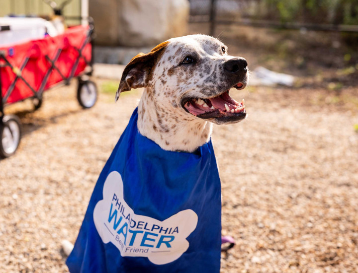 Brown and white speckled dog wearing a Philadelphia water cape with a red wagon and gravel in the background