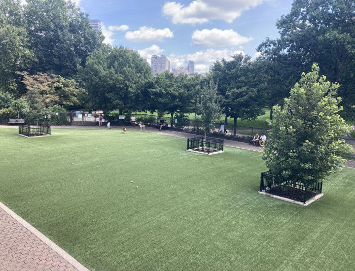 Dog park on a sunny day