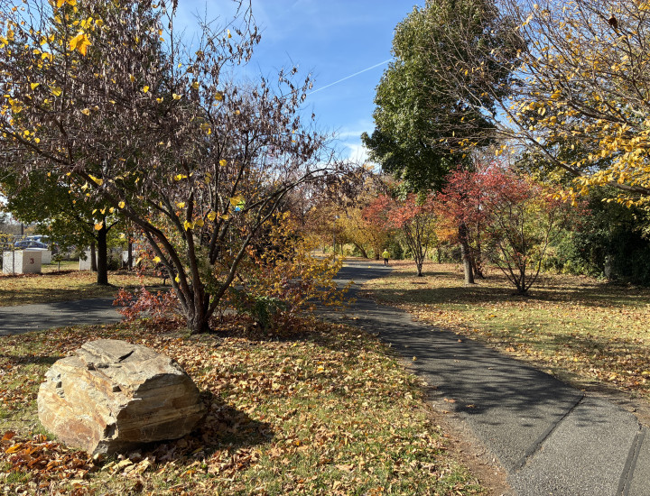 Trail and meadow covered in fallen leaves